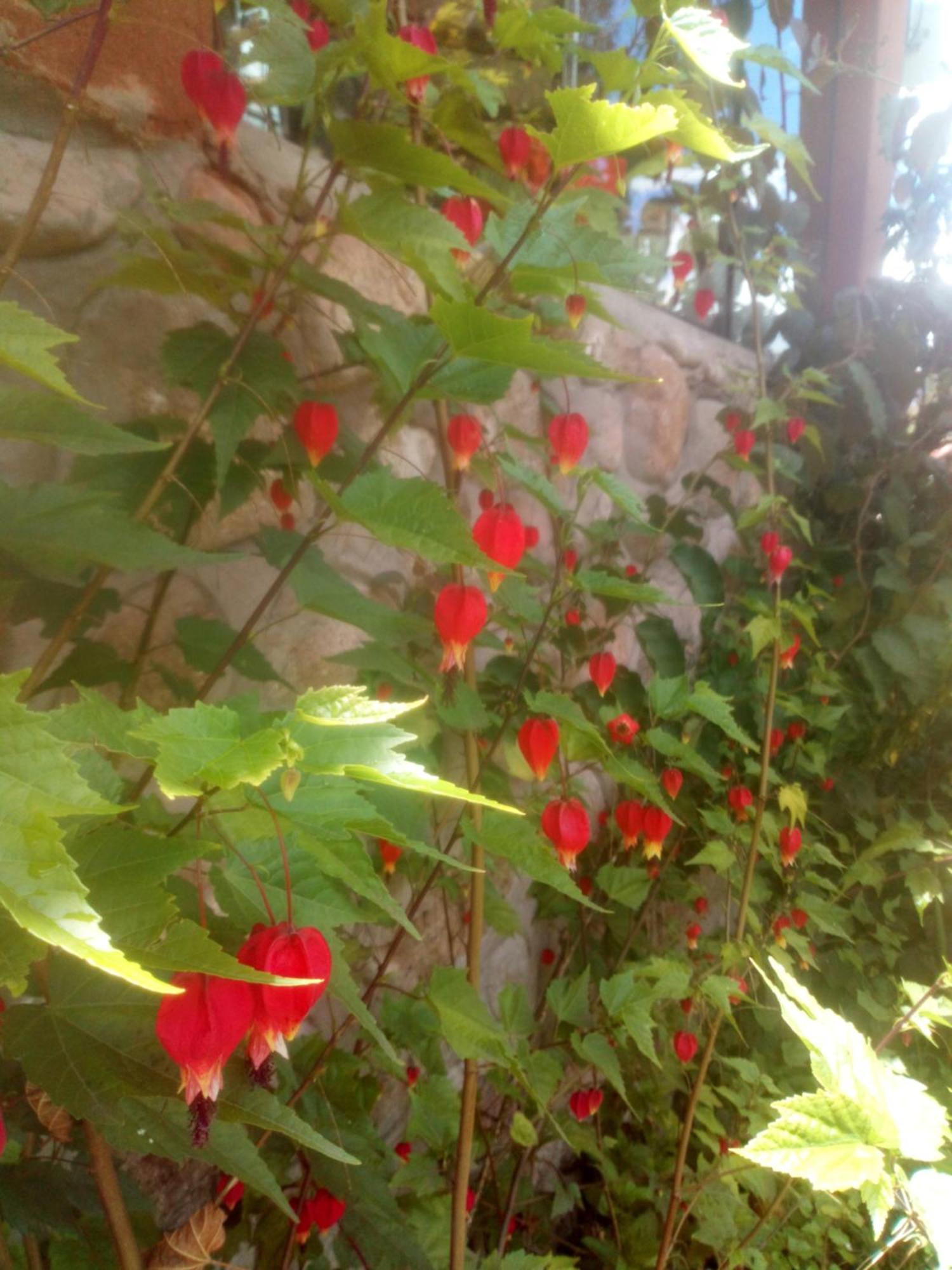 Ecolodge Ccatan Urubamba Eksteriør billede